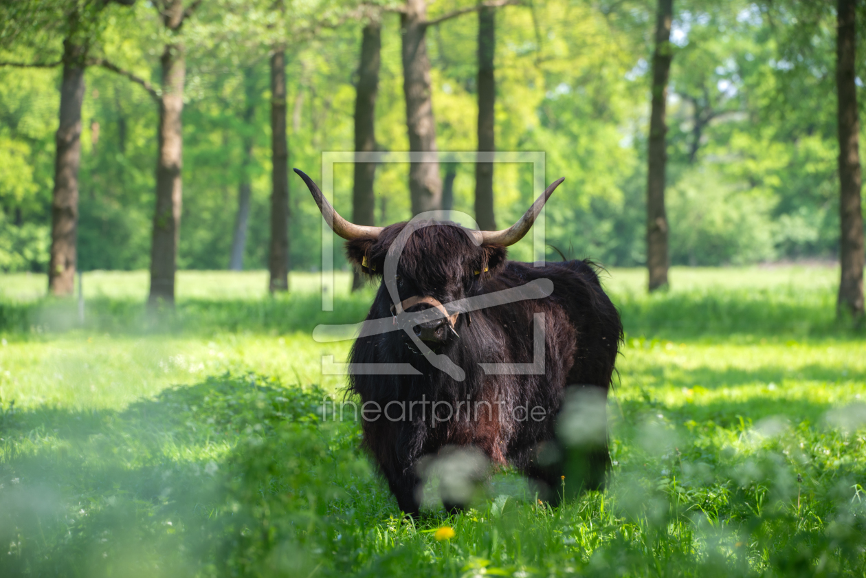 Bild-Nr.: 12849371 Schwarzes Hochlandrind auf einer Sommerwiese erstellt von Tanja Riedel