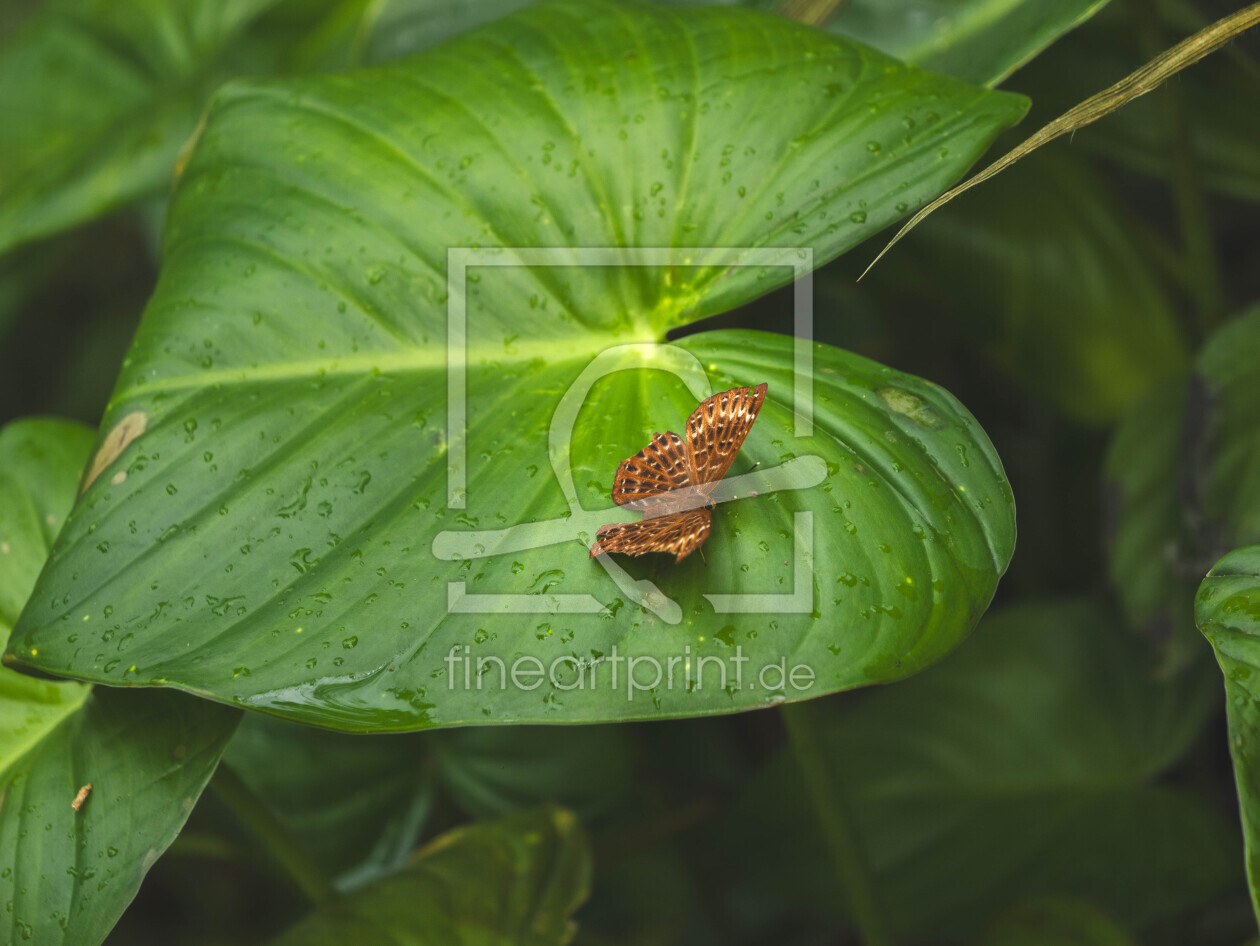 Bild-Nr.: 12850097 Schmetterling auf großem Blatt erstellt von photophilous