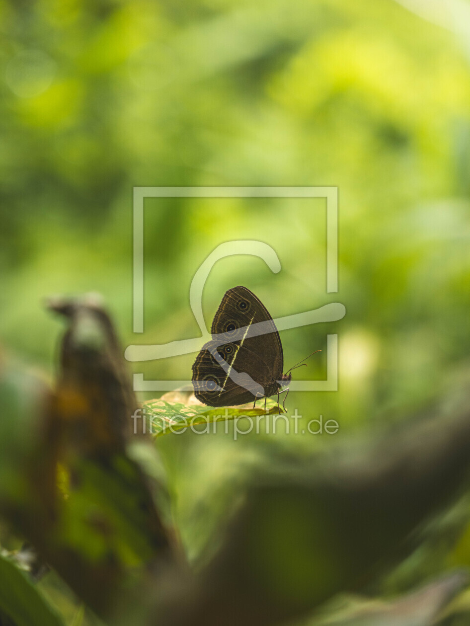 Bild-Nr.: 12850098 Zarter Schmetterling auf einem Blatt  erstellt von photophilous