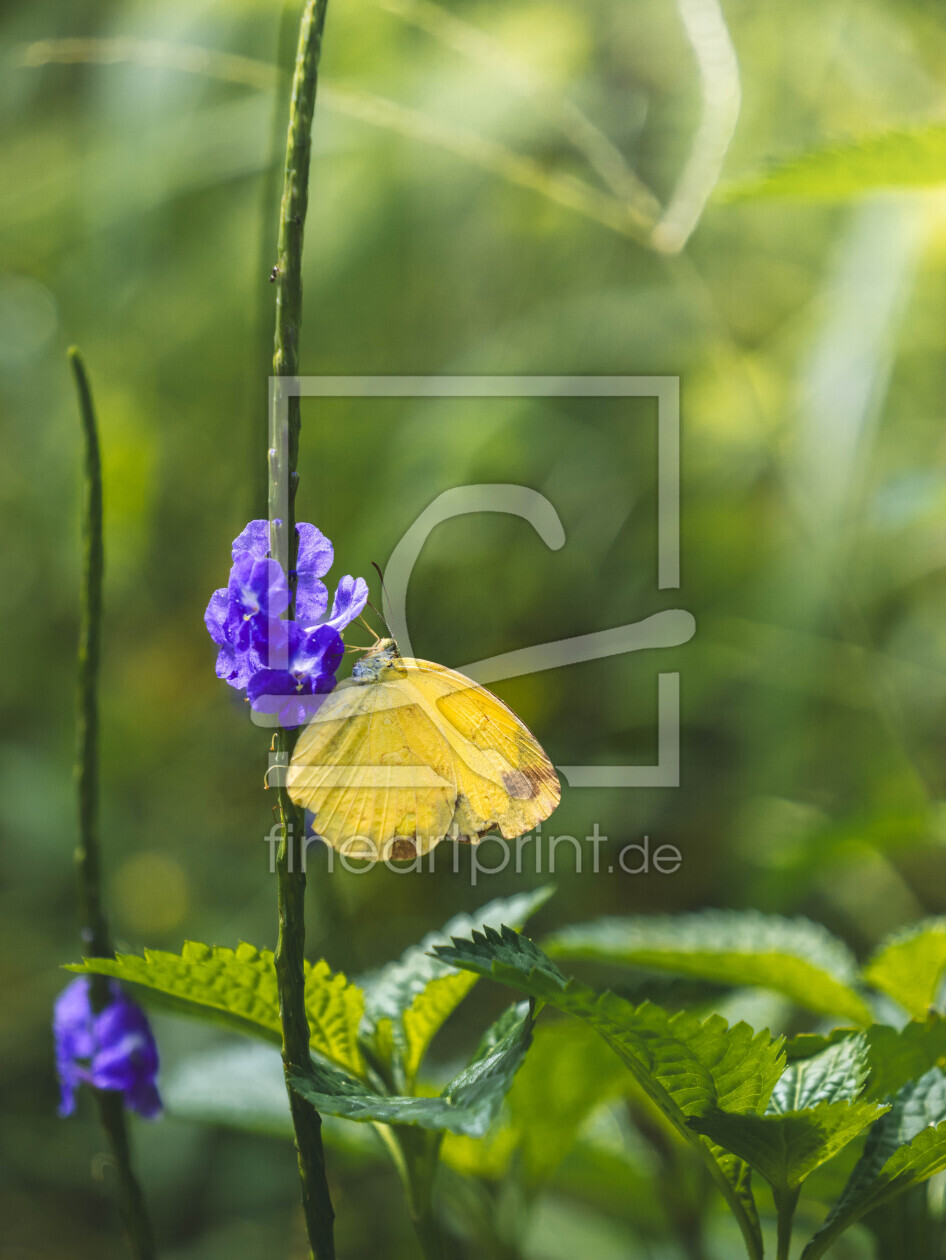 Bild-Nr.: 12850101 Tropischer Schmetterling sitzt auf lila Blume erstellt von photophilous