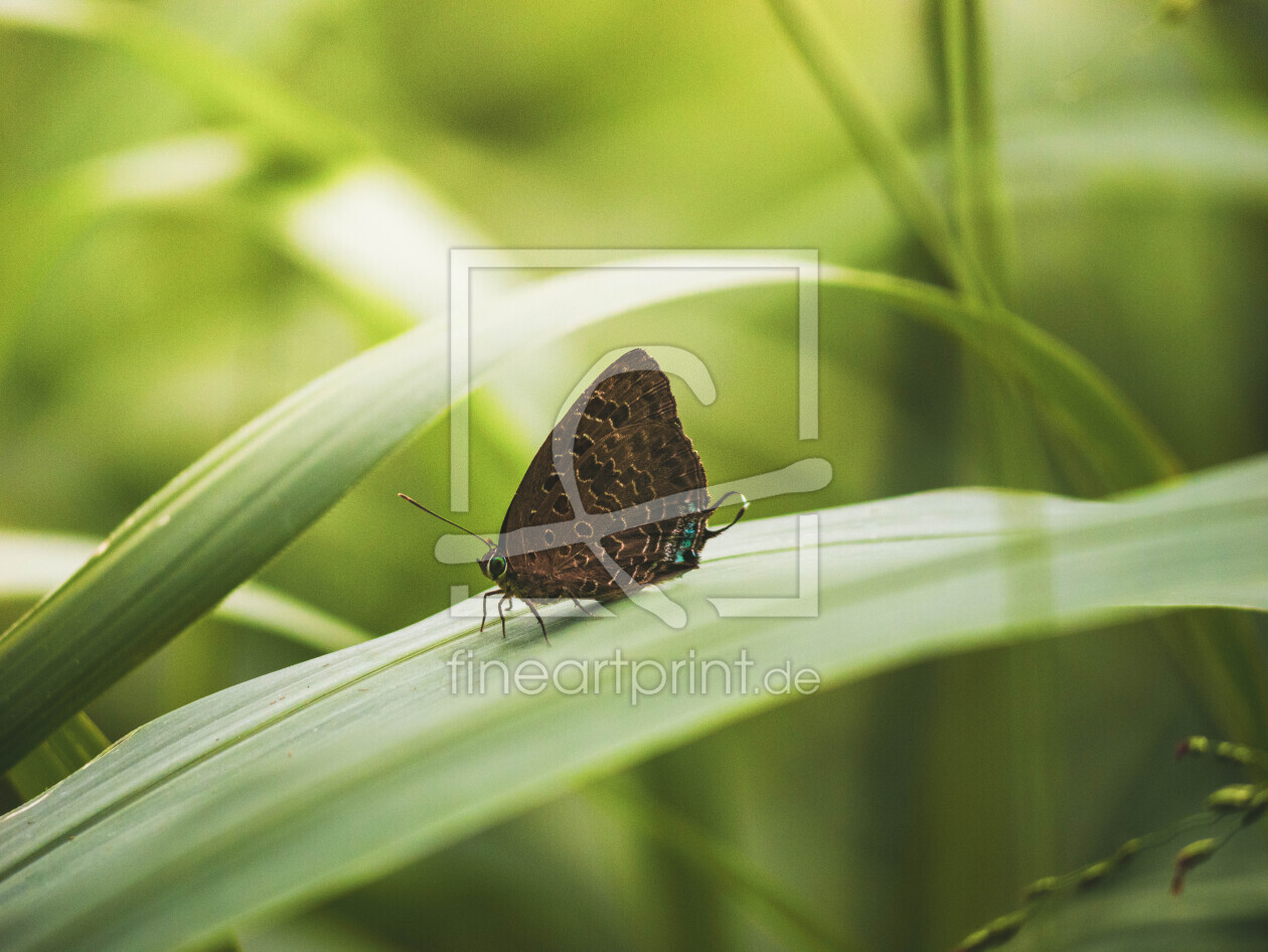 Bild-Nr.: 12850102 Exotischer Schmetterling im Urwald erstellt von photophilous