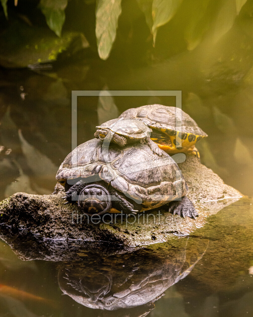 Bild-Nr.: 12850103 Schildkröten Baby mit Mutter am Wasser erstellt von photophilous