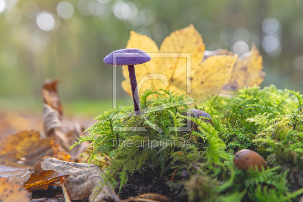 Bild-Nr.: 12851060 Wenn der Wald bunt wird erstellt von Tanja Riedel