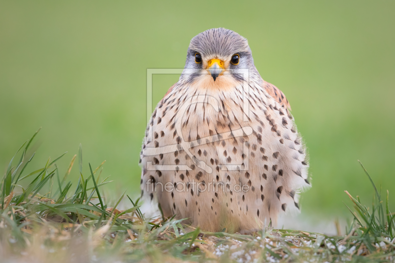 Bild-Nr.: 12868341 Federbällchen III Turmfalke erstellt von Daniela Beyer