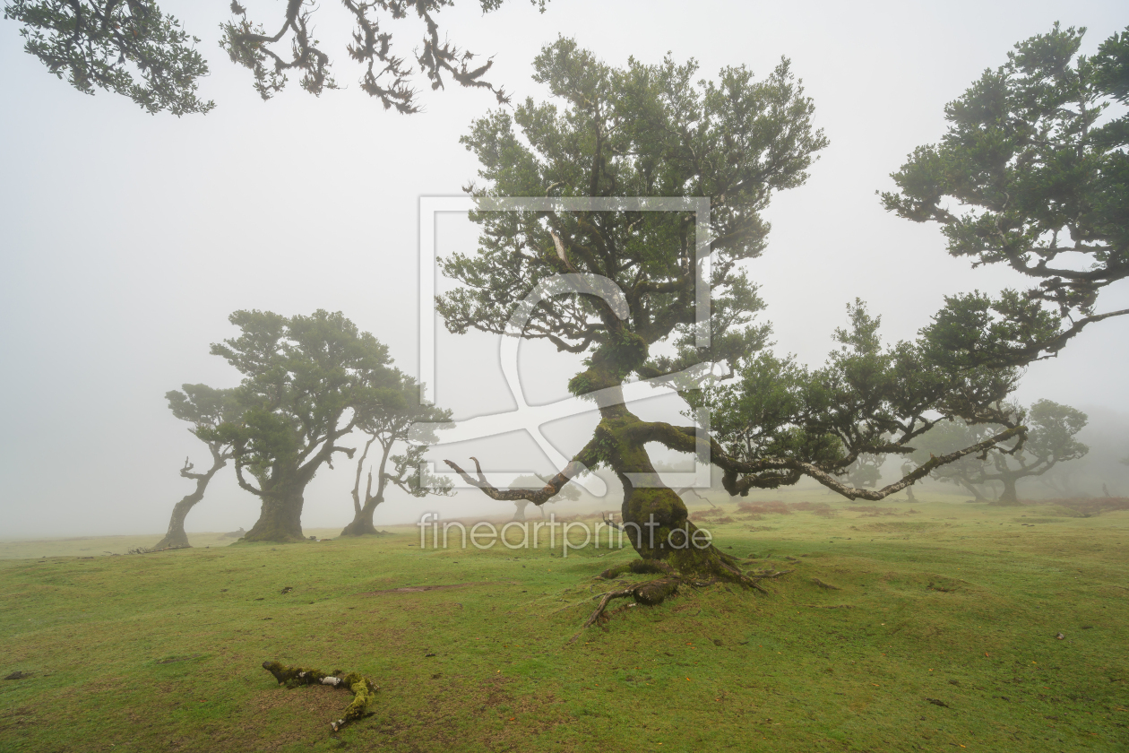 Bild-Nr.: 12873537 Hexenbaum von Fanal auf Madeira erstellt von Michael Valjak