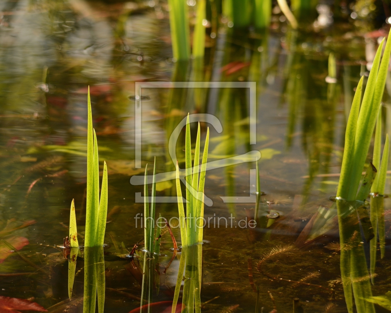 Bild-Nr.: 12873929 Gartenteich erstellt von Ostfriese