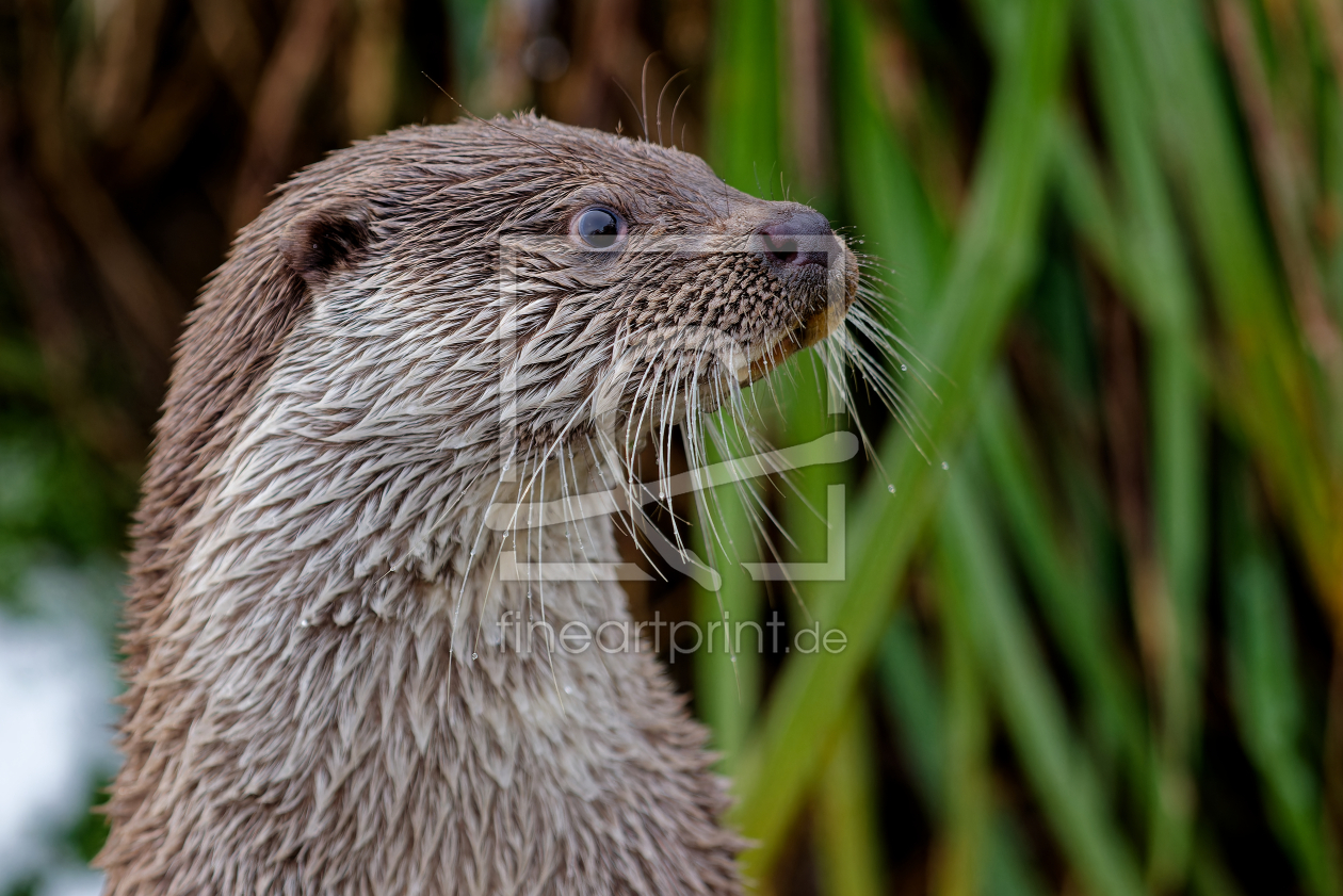 Bild-Nr.: 12874222 Portrait eines Europäischen Fischotter Lutra lutra erstellt von Bilderbastlers