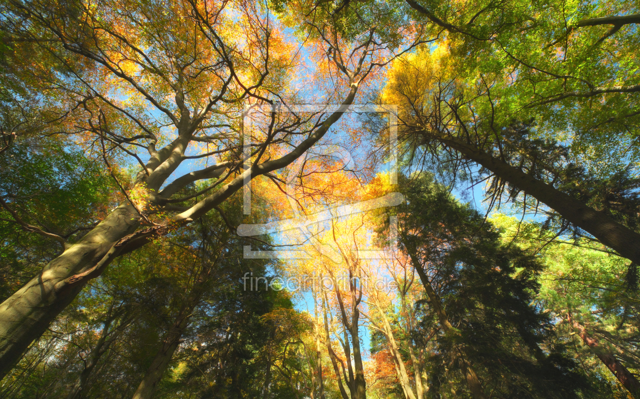 Bild-Nr.: 12887065 Herbstliche Baumkronen an einem sonnigen Tag erstellt von Smileus