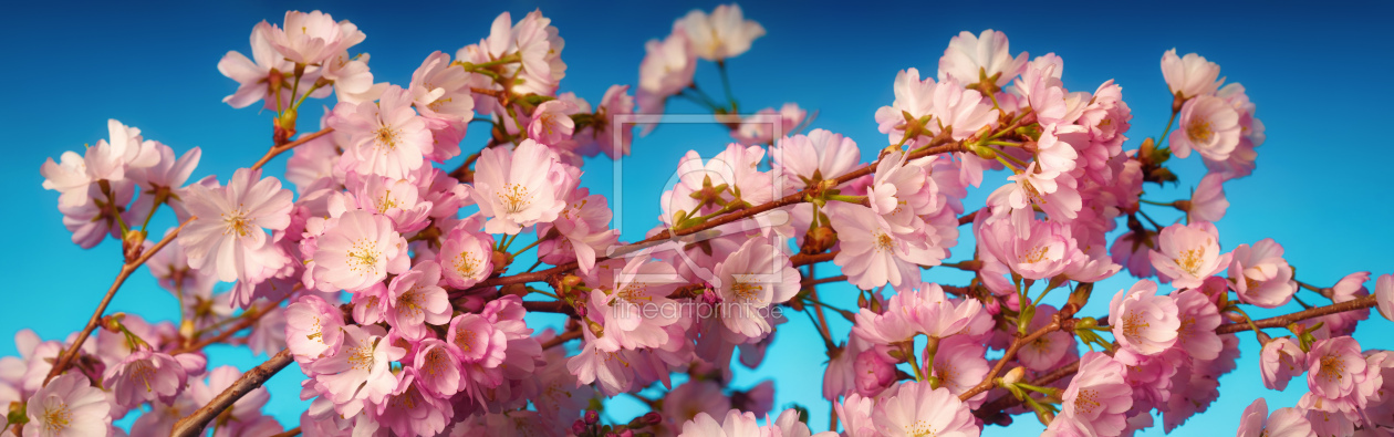 Bild-Nr.: 12887066 Panorama von rosa Kirschblüten auf Zweig erstellt von Smileus