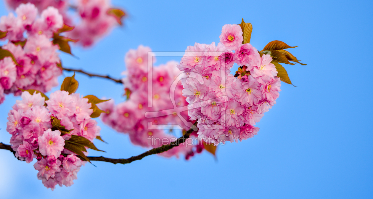 Bild-Nr.: 12890335 Frühling erstellt von Gregor Handy