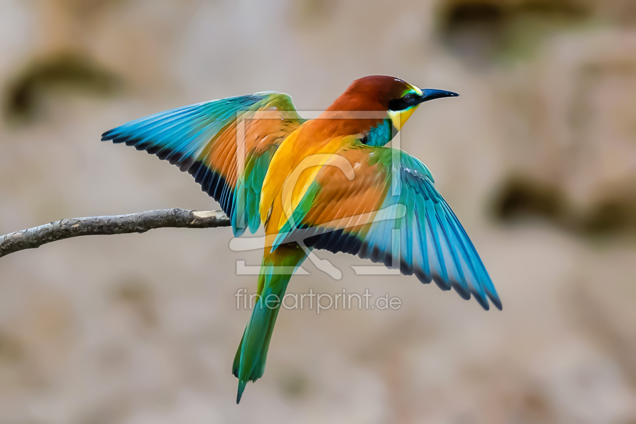 Bild-Nr.: 12890353 Bienenfresser - Fertig zum Flug erstellt von uh-Photography
