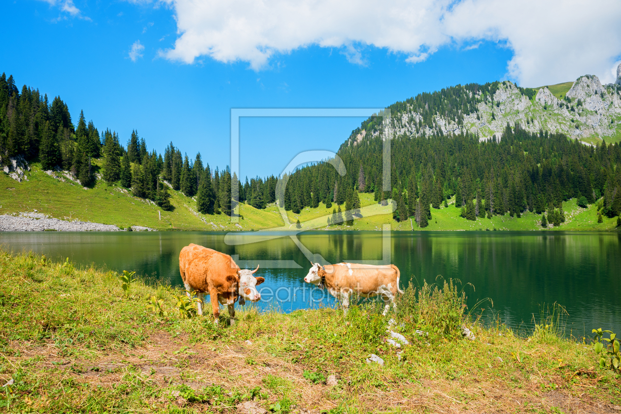 Bild-Nr.: 12890459 Kühe am Oberstockensee erstellt von SusaZoom