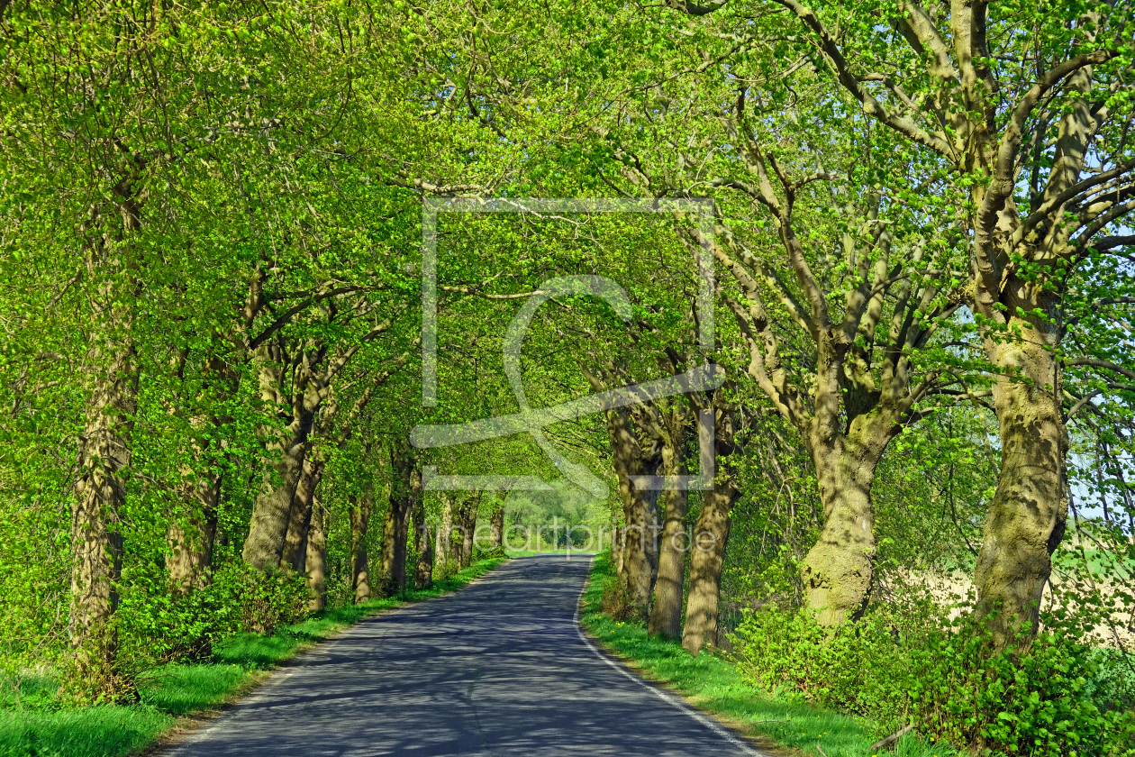 Bild-Nr.: 12890585 Frühling auf Rügen erstellt von Ostfriese