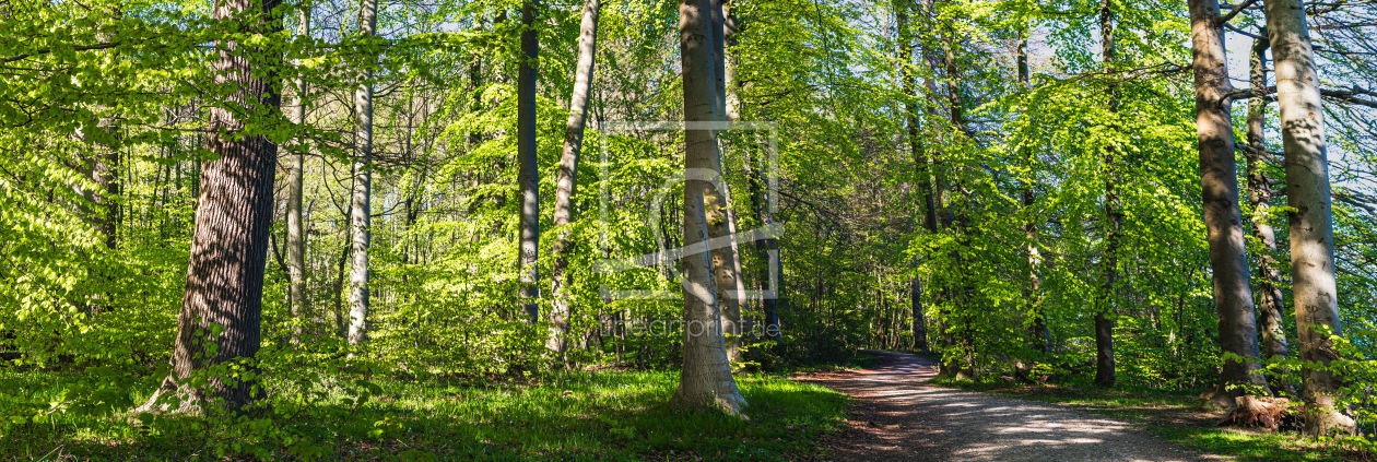 Bild-Nr.: 12890594 Frisches Grün im Wald erstellt von Ursula Reins