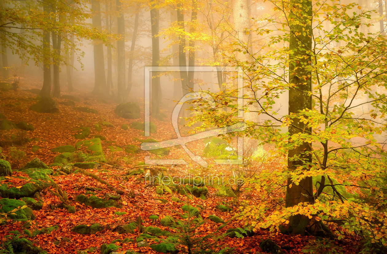 Bild-Nr.: 12890796 Herbststimmung im Bayerischen Wald erstellt von Carsten Meyer