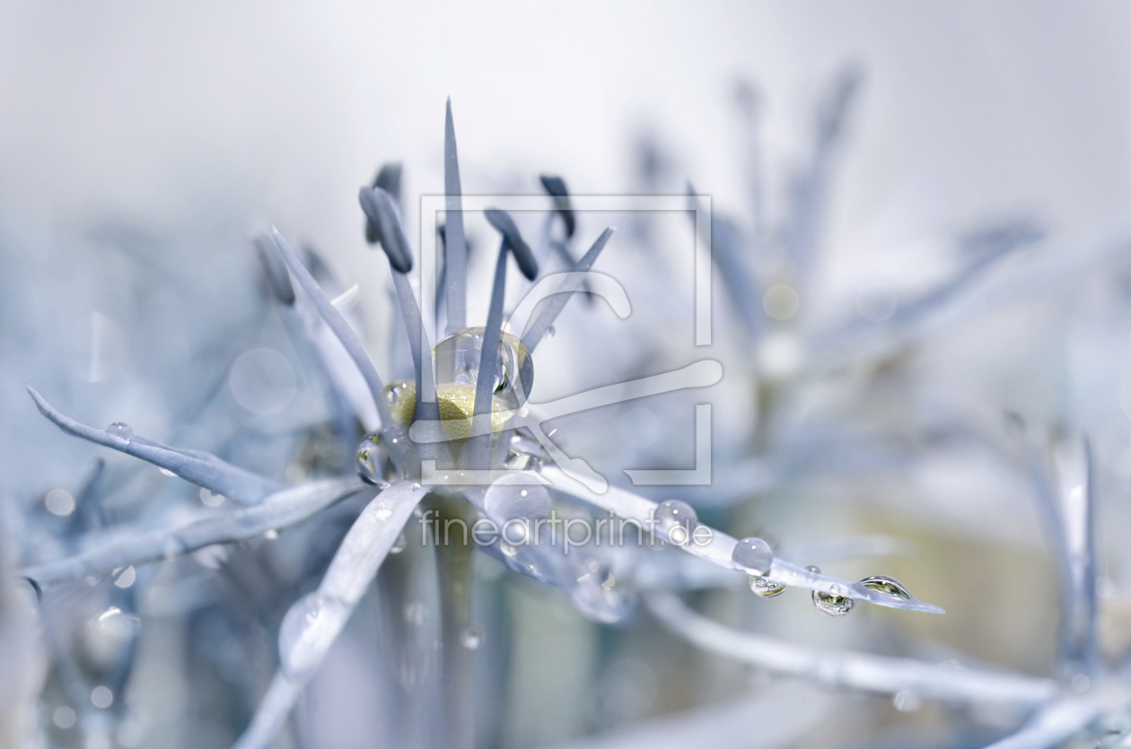 Bild-Nr.: 12890890 Allium erstellt von Atteloi