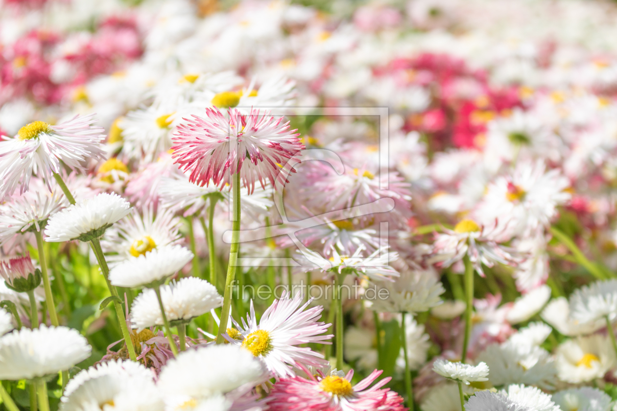 Bild-Nr.: 12891021 Bellis Perennis - Gänseblümchen erstellt von Sandra Höfer