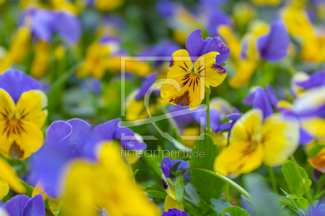 Bild-Nr.: 12891043 Stiefmütterchen - Viola wittrockiana erstellt von Sandra Höfer