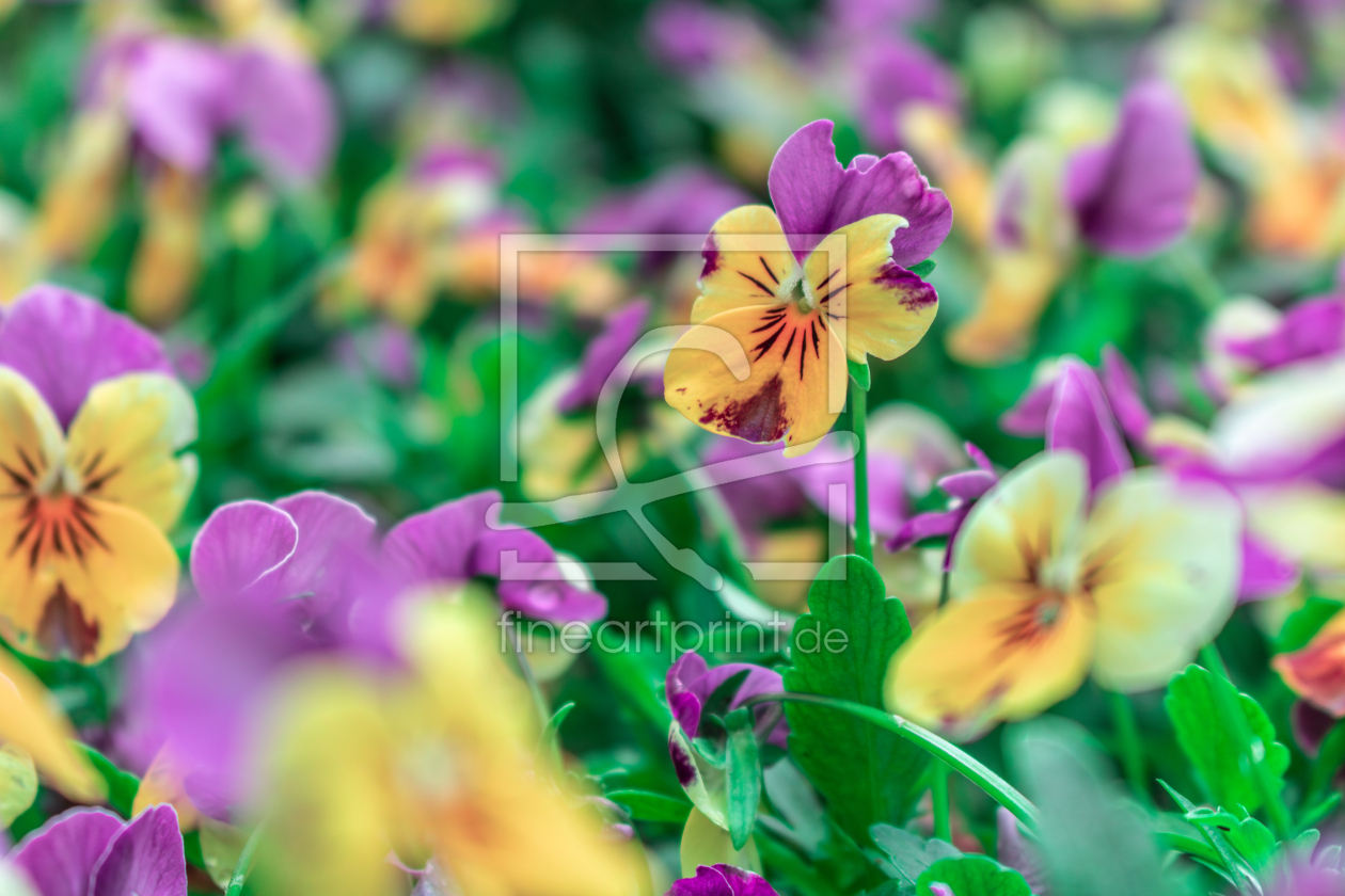 Bild-Nr.: 12891045 Stiefmütterchen - Viola wittrockiana erstellt von Sandra Höfer