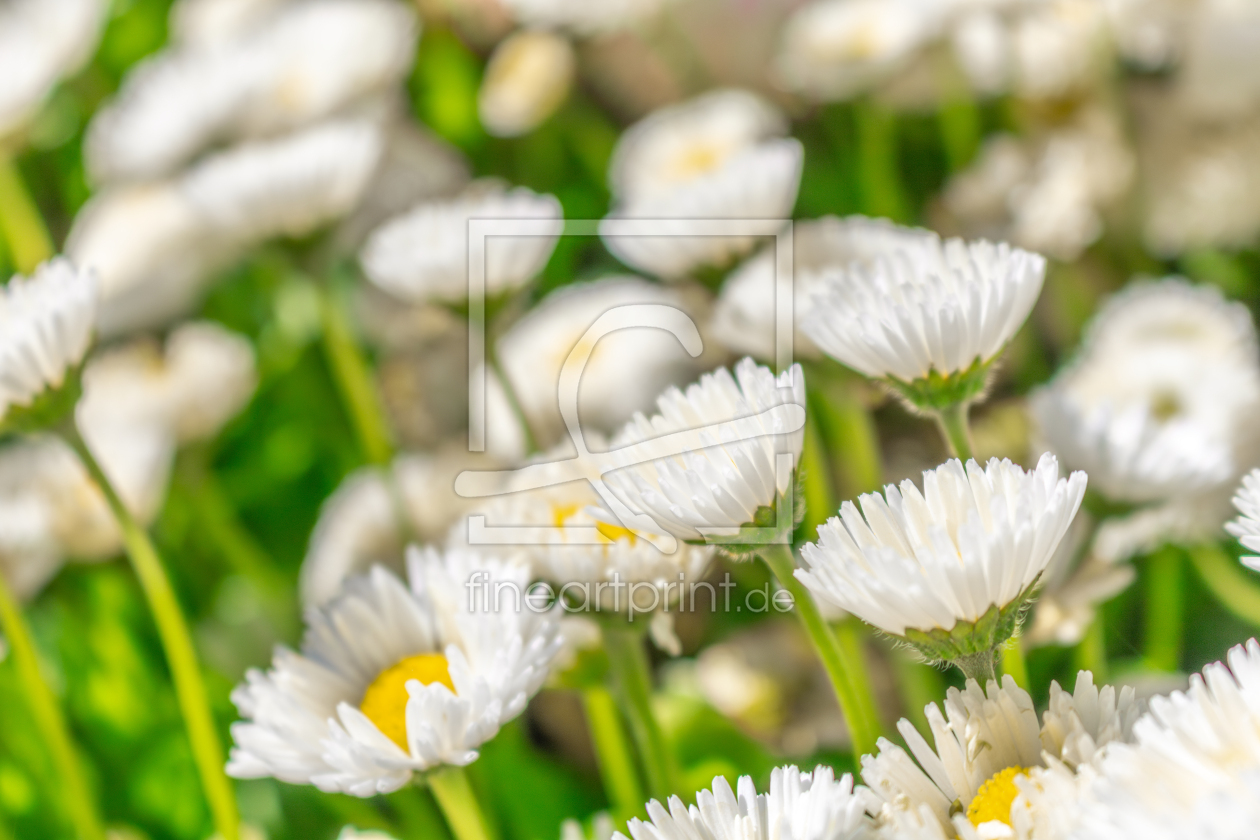 Bild-Nr.: 12891068 Bellis Perennis - Gänseblümchen erstellt von Sandra Höfer