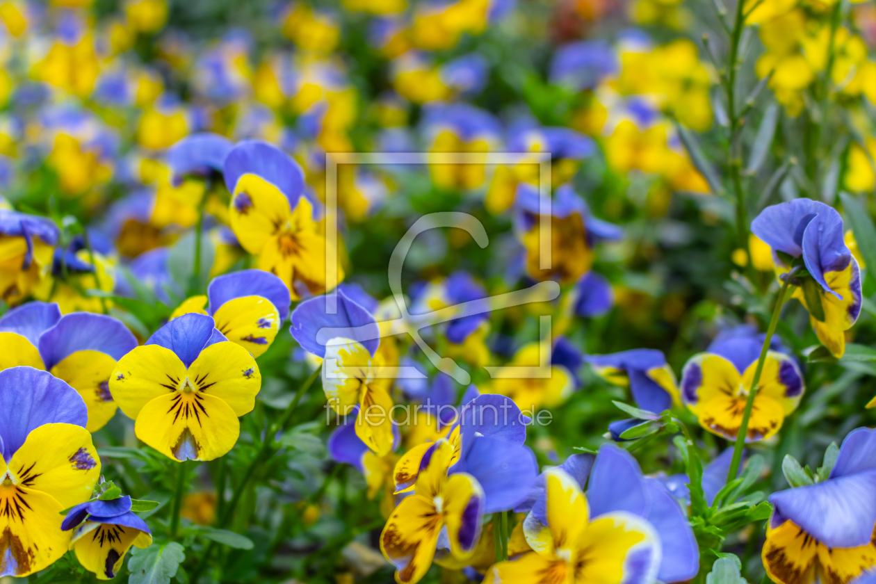Bild-Nr.: 12891159 Stiefmütterchen - Viola wittrockiana erstellt von Sandra Höfer