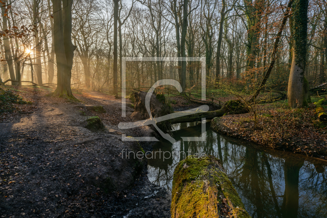 Bild-Nr.: 12891231 Frühjahr am kleinen Bach in einem Buchenwald erstellt von volker heide