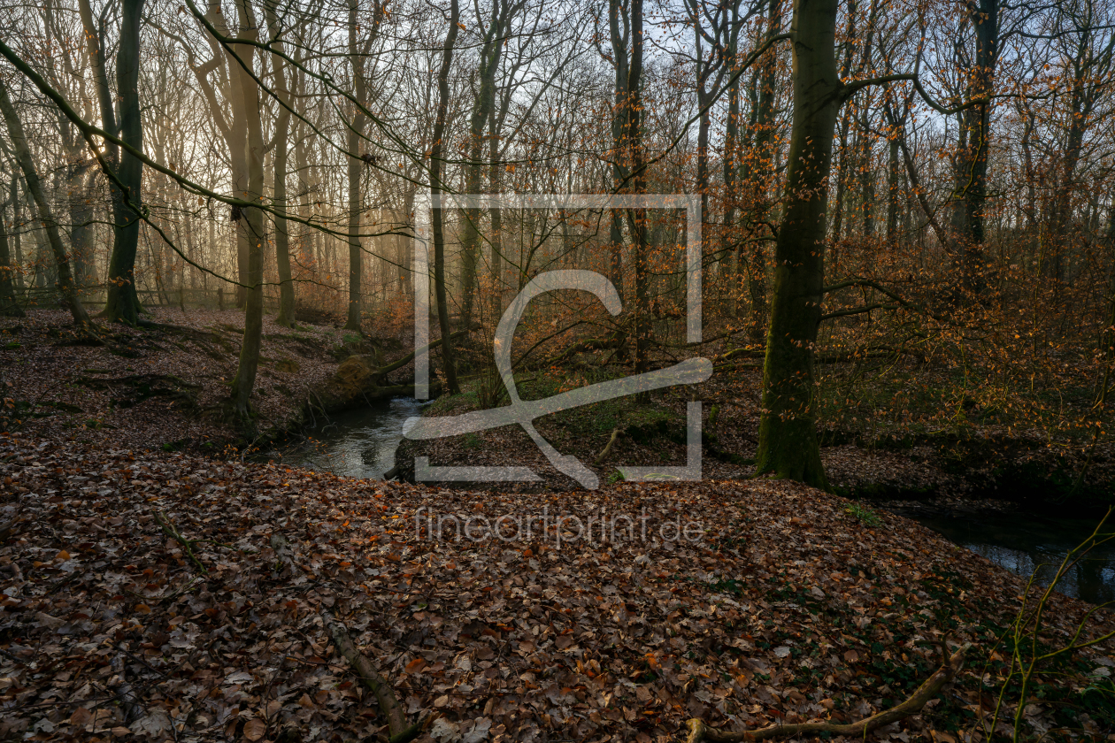 Bild-Nr.: 12891232 Frühling am kleinen Bach in einem Buchenwald erstellt von volker heide