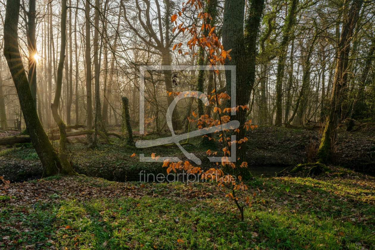 Bild-Nr.: 12891234 Das letzte herbstliche Zeugnis erstellt von volker heide