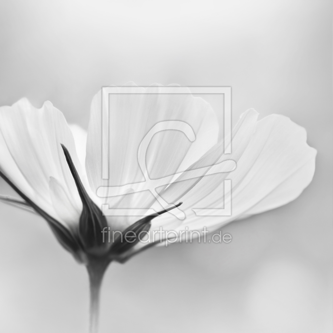 Bild-Nr.: 12891239 Cosmea erstellt von Atteloi