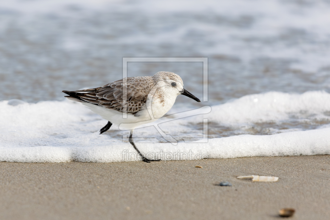 Bild-Nr.: 12891284 Sanderling erstellt von DirkR