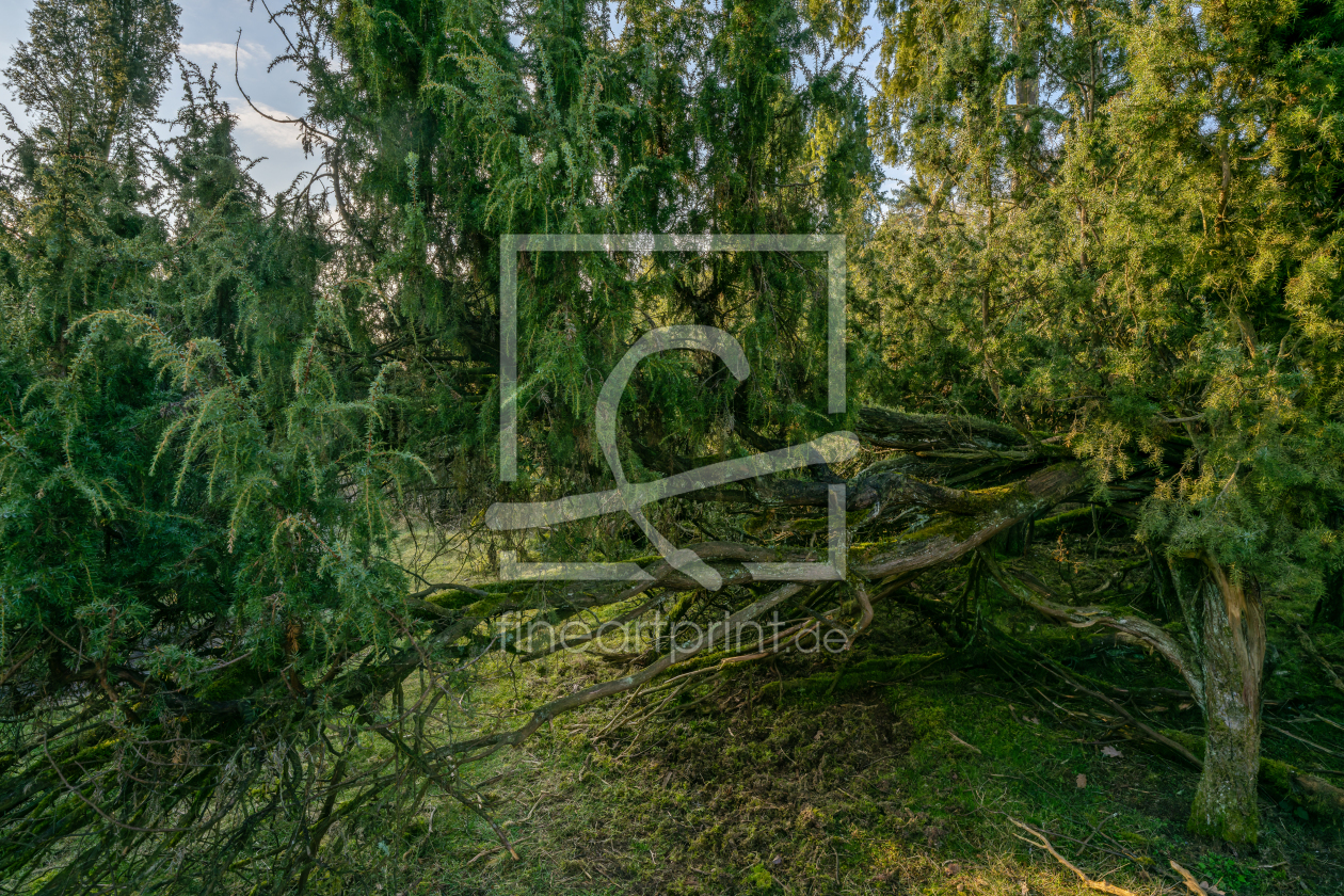 Bild-Nr.: 12891289 Dickicht in der Wacholderheide erstellt von volker heide