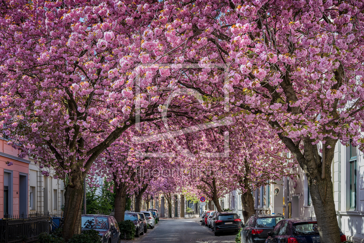 Bild-Nr.: 12891311 Kirschblüte in der Altstadt von Bonn erstellt von Mapics