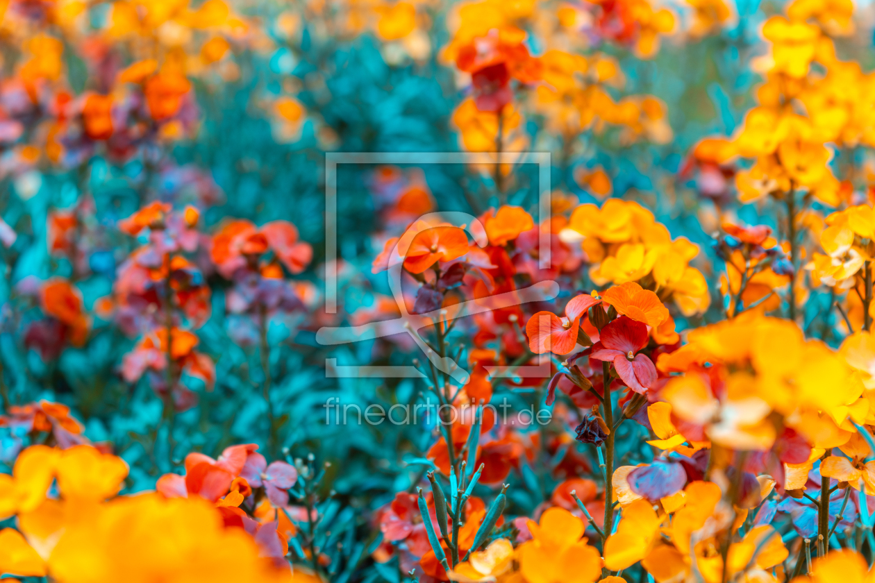 Bild-Nr.: 12892456 Schöterich - Erysimum Constant Cheer erstellt von Sandra Höfer