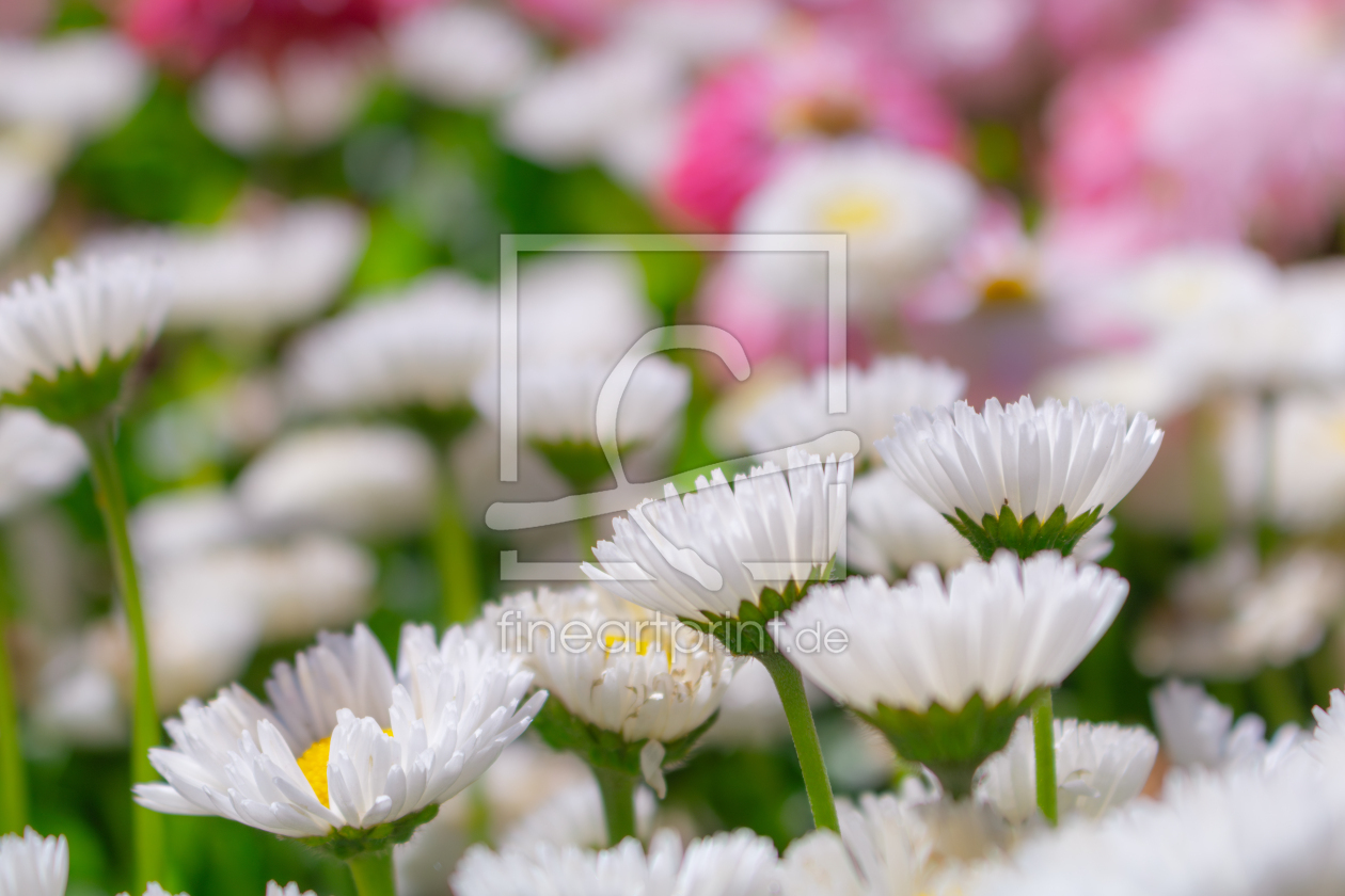 Bild-Nr.: 12892460 Bellis perennis - Gänseblümchen erstellt von Sandra Höfer