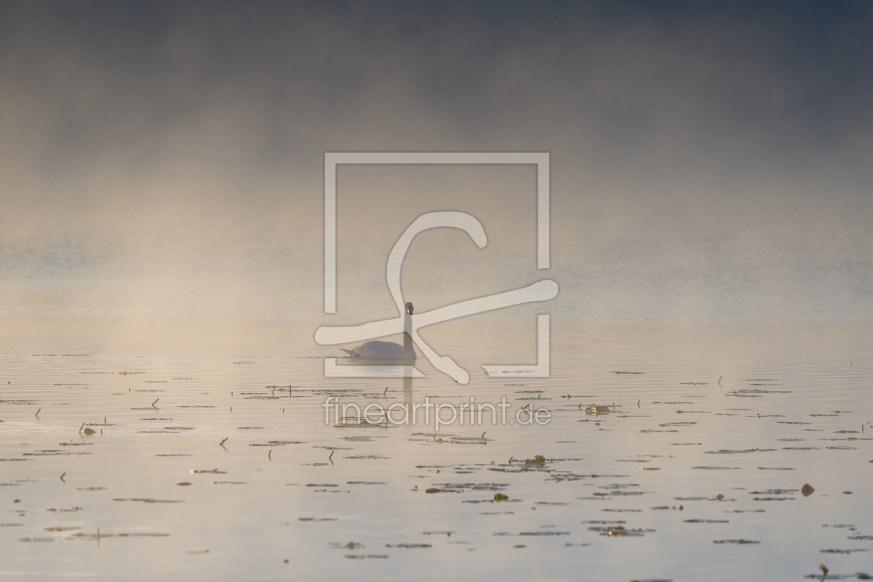 Bild-Nr.: 12892498 Morgengold am Hopfensee erstellt von Walter G. Allgöwer