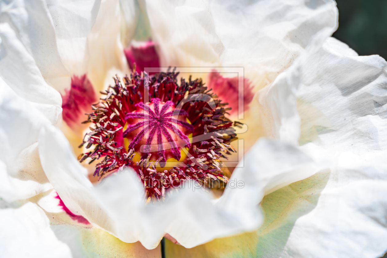 Bild-Nr.: 12894339 Orientalischer Mohn Royal Wedding erstellt von Sandra Höfer