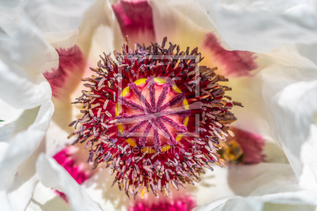 Bild-Nr.: 12894341 Orientalischer Mohn Royal Wedding erstellt von Sandra Höfer