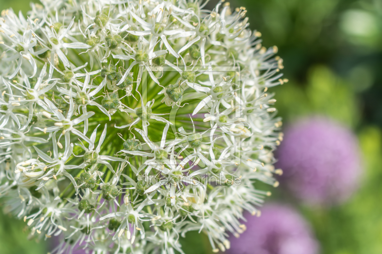 Bild-Nr.: 12894361 Allium - Zierlauch erstellt von Sandra Höfer