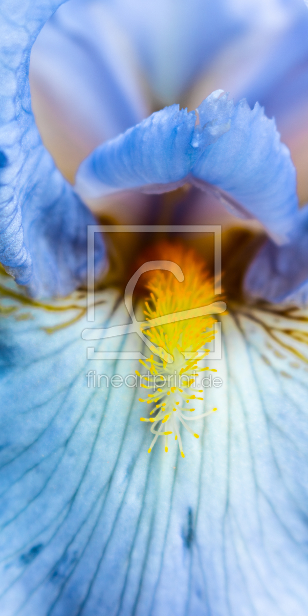 Bild-Nr.: 12894363 Iris - Schwertlinilie erstellt von Sandra Höfer