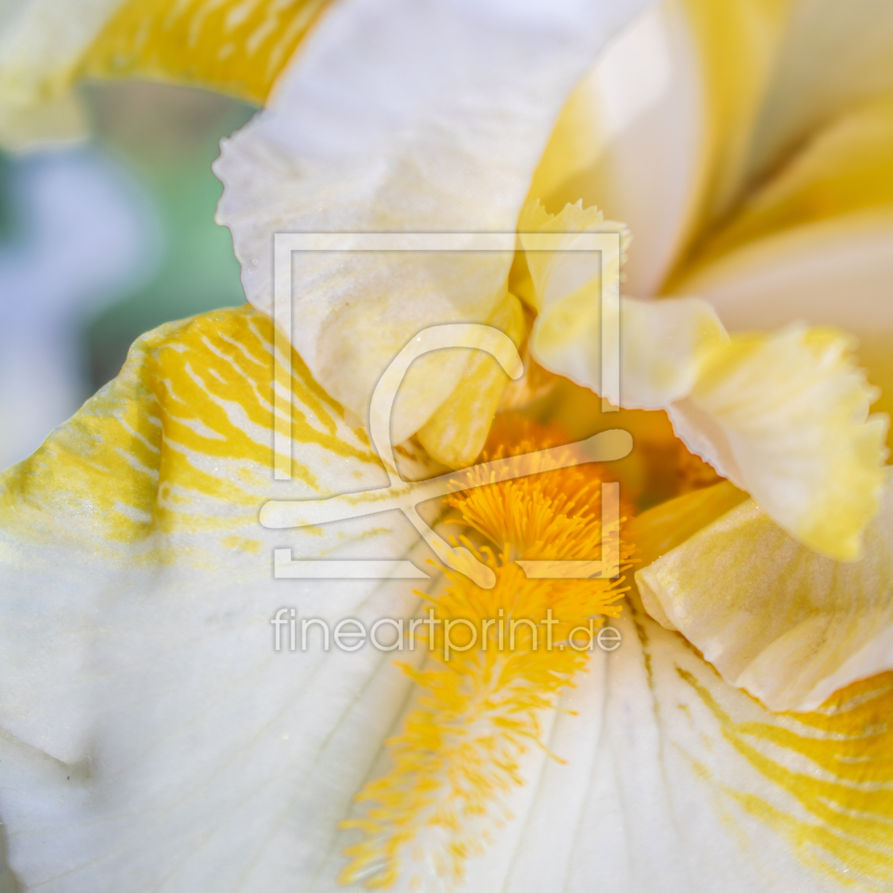 Bild-Nr.: 12894369 Hohe Bart-Iris Country Manor erstellt von Sandra Höfer