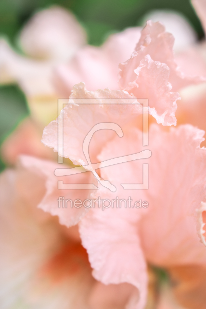 Bild-Nr.: 12894375 Pink Iris erstellt von Sandra Höfer