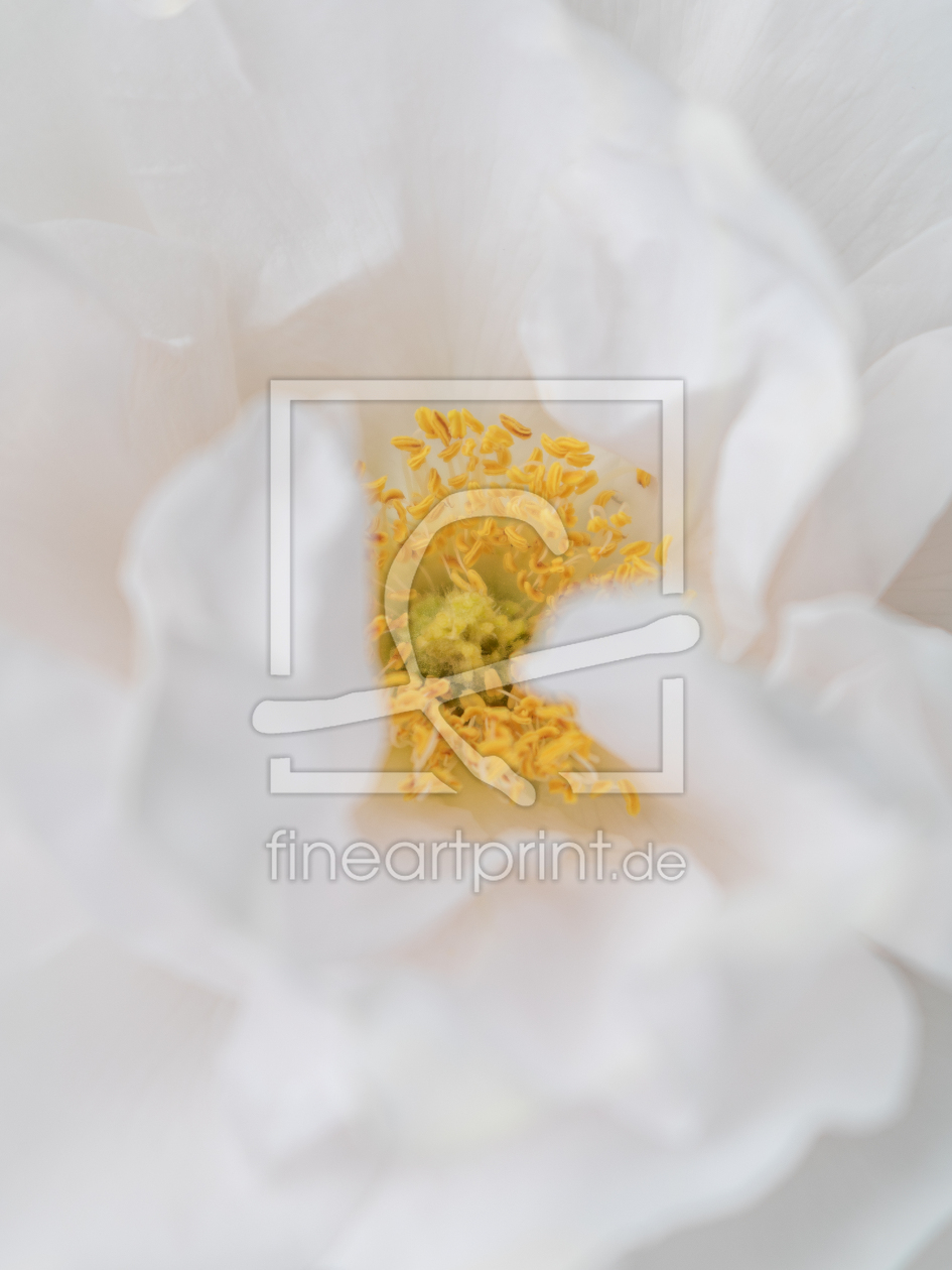 Bild-Nr.: 12894379 Strauchrose Crystal Mella erstellt von Sandra Höfer