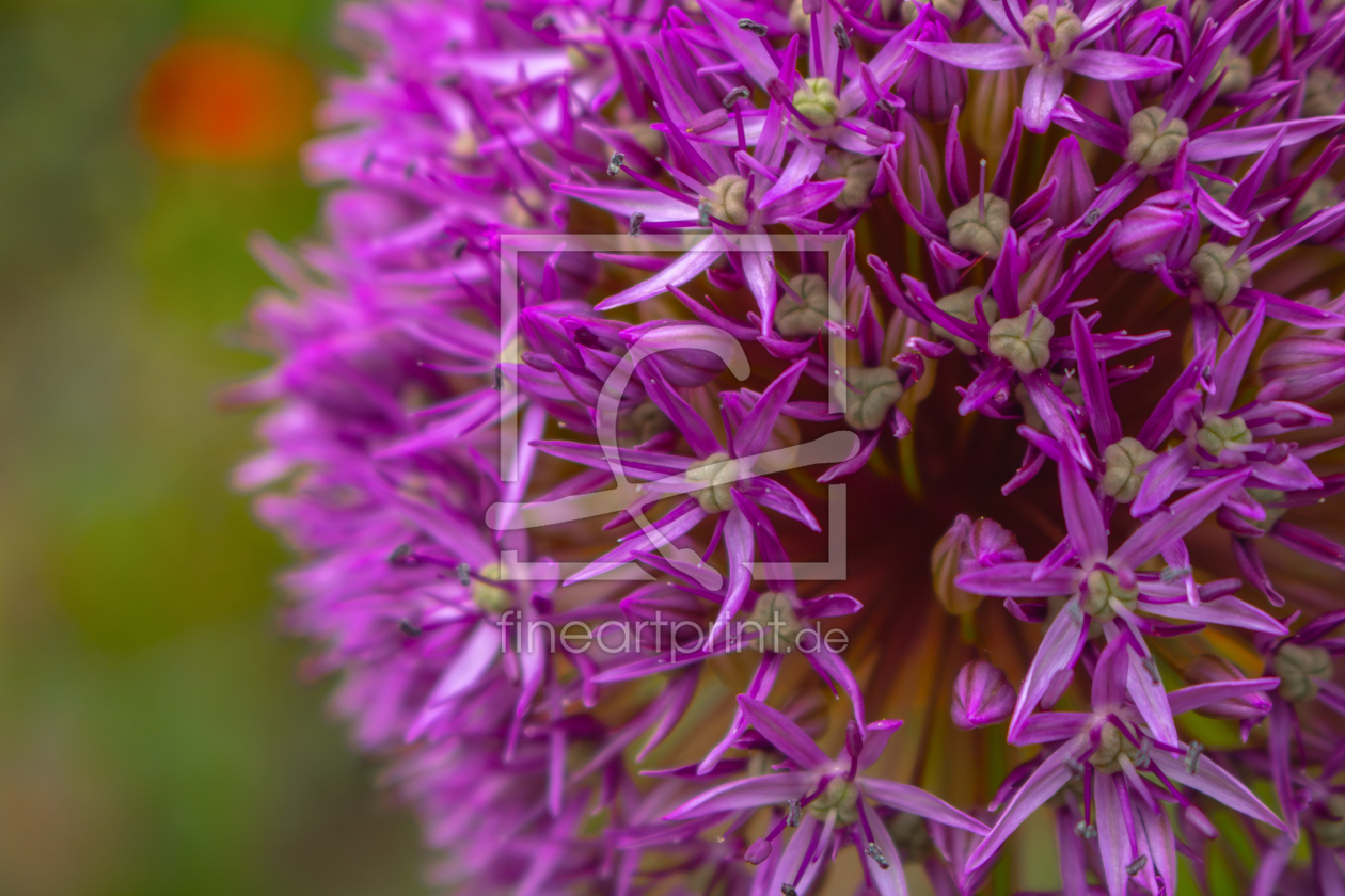 Bild-Nr.: 12894380 Allium - Zierlauch erstellt von Sandra Höfer