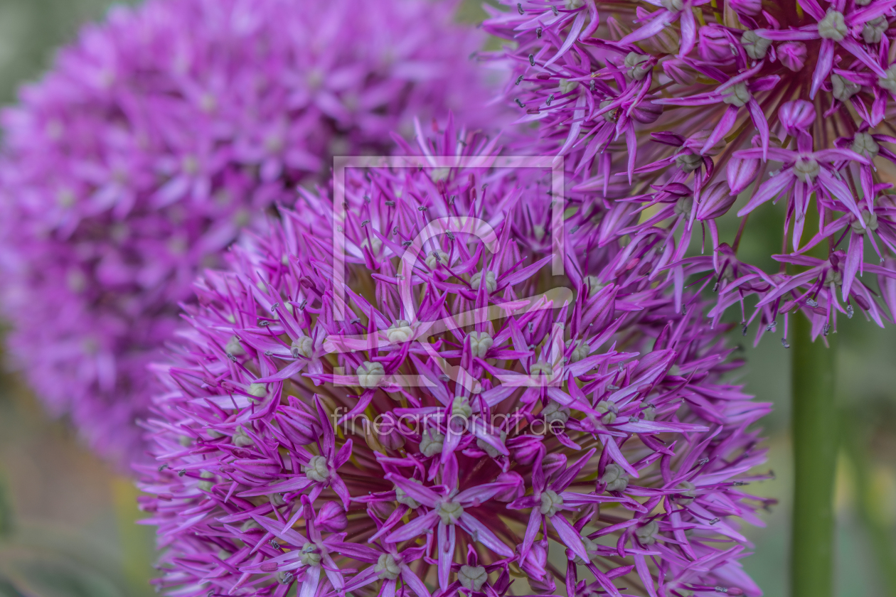 Bild-Nr.: 12894381 Allium - Zierlauch erstellt von Sandra Höfer