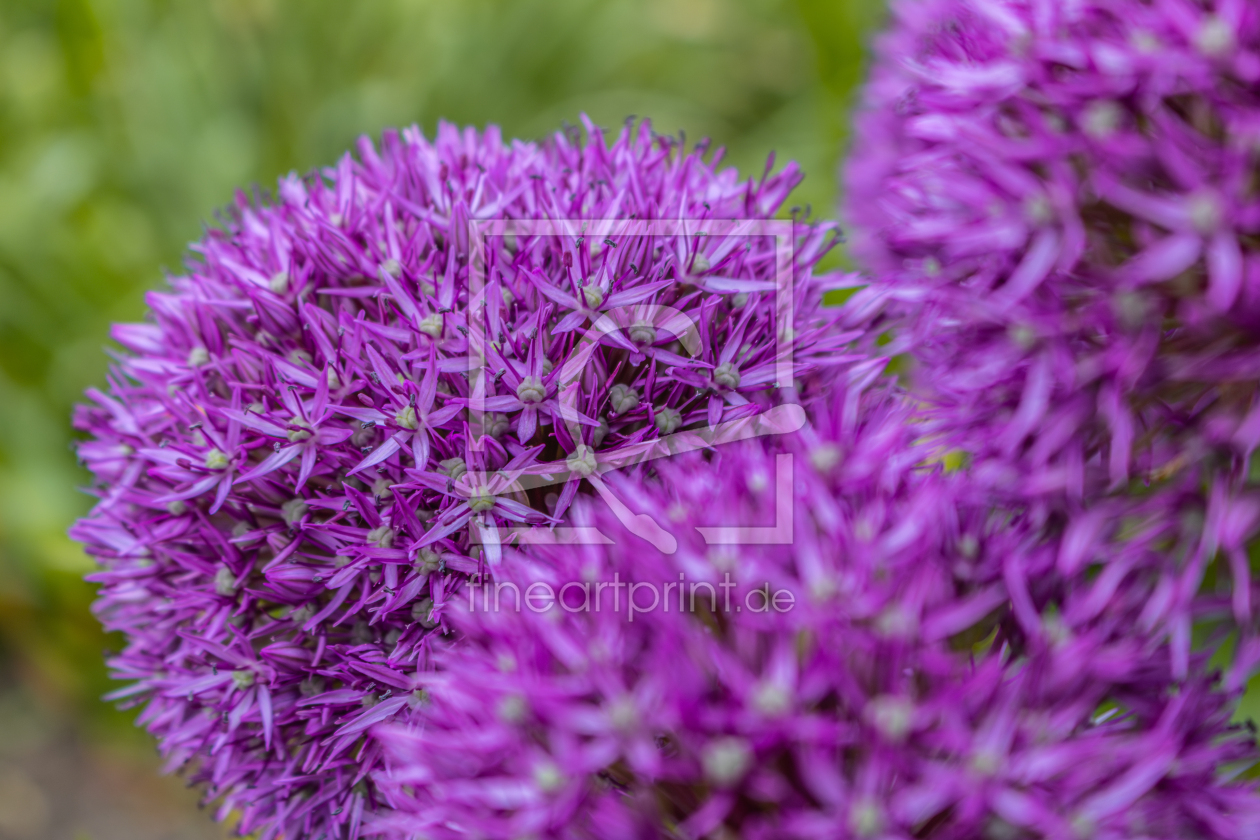 Bild-Nr.: 12894382 Allium - Zierlauch erstellt von Sandra Höfer