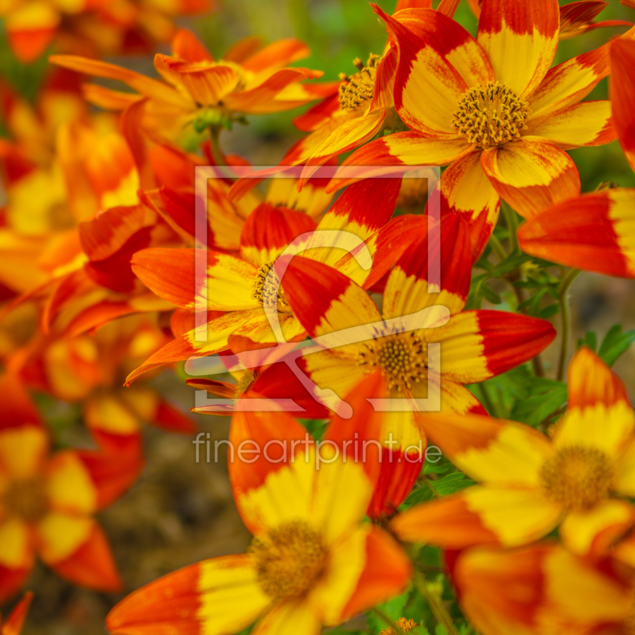 Bild-Nr.: 12894391 Bidens Ferulifolia Blazing Glory - Zweizahn erstellt von Sandra Höfer
