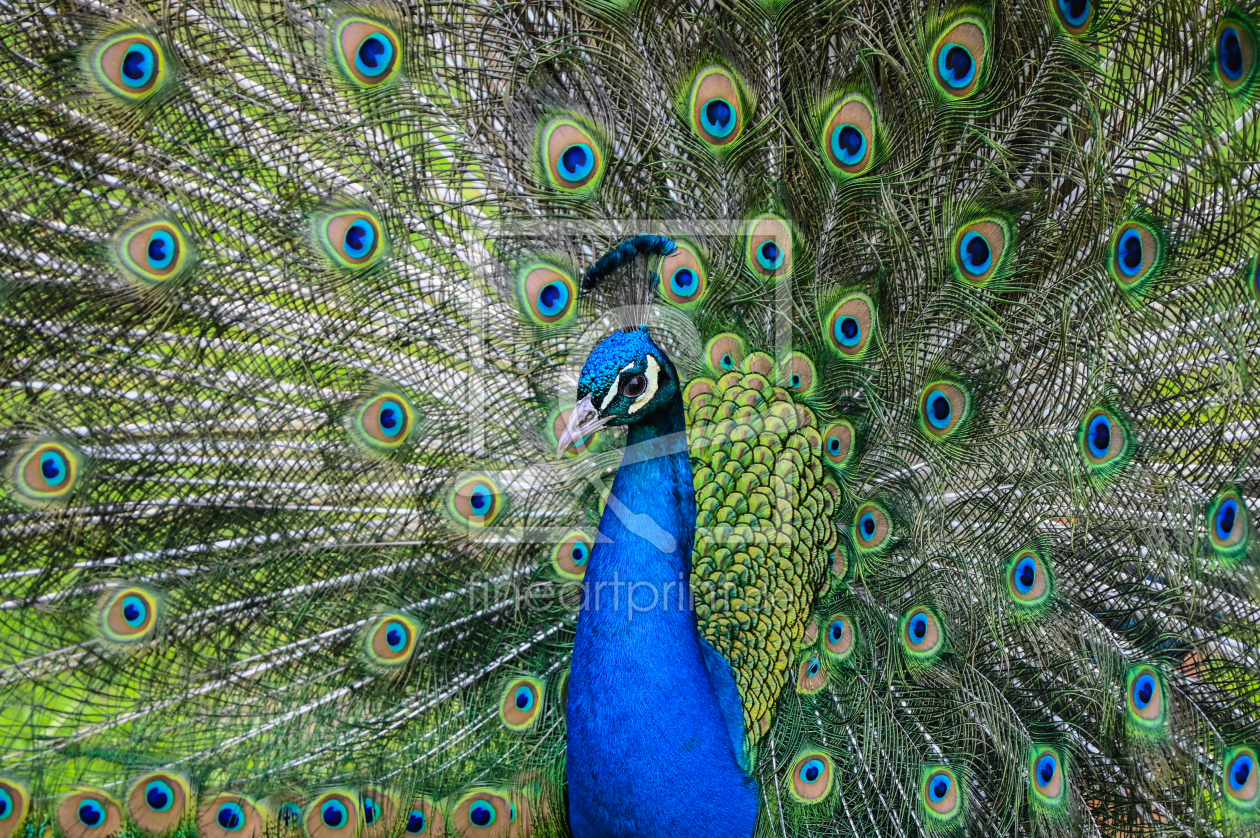 Bild-Nr.: 12894457 Pfau erstellt von Howdys