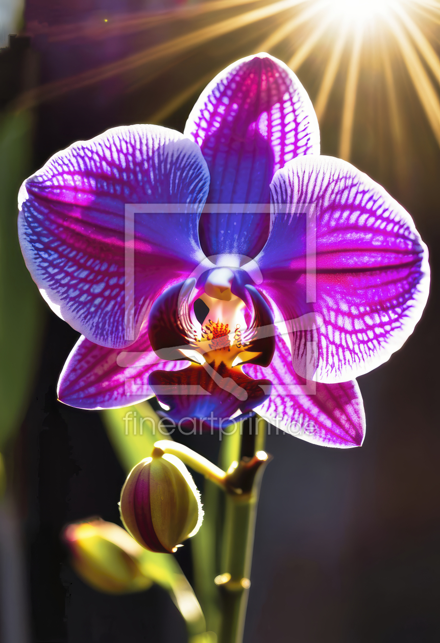 Bild-Nr.: 12894471 Orchideen Blüte KI erstellt von XYRIUS