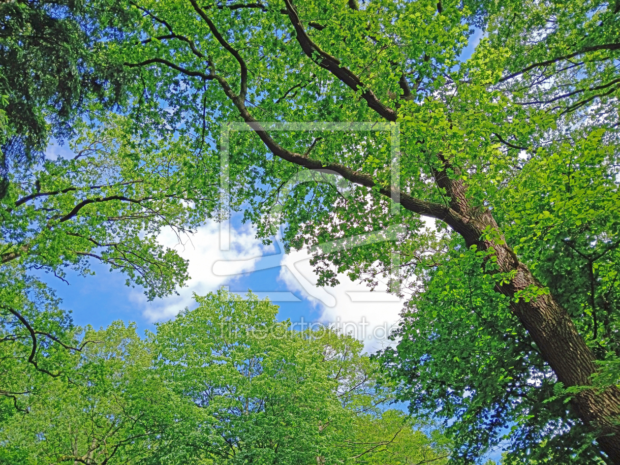 Bild-Nr.: 12895448 Der Dach des Waldes erstellt von Ostfriese