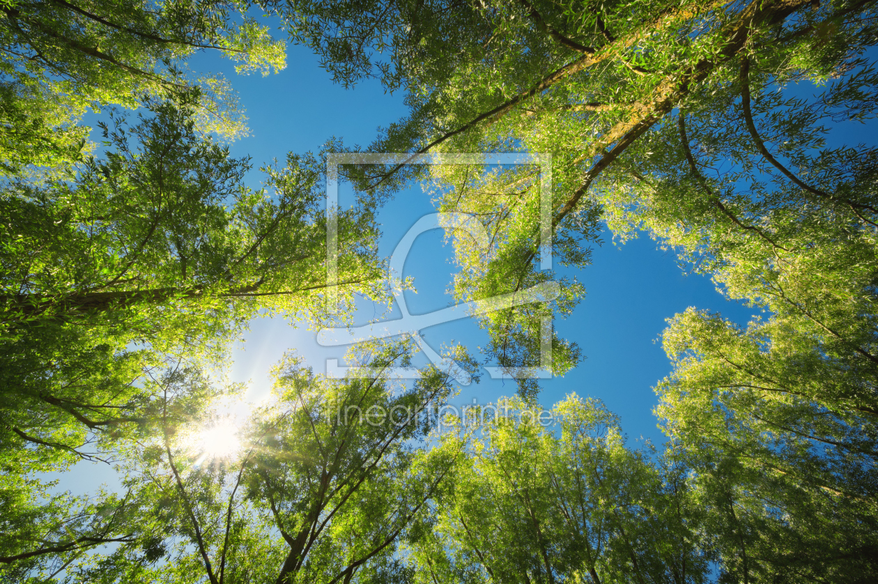 Bild-Nr.: 12895656 Baumkronen wachsen in den sonnigen blauen Himmel erstellt von Smileus